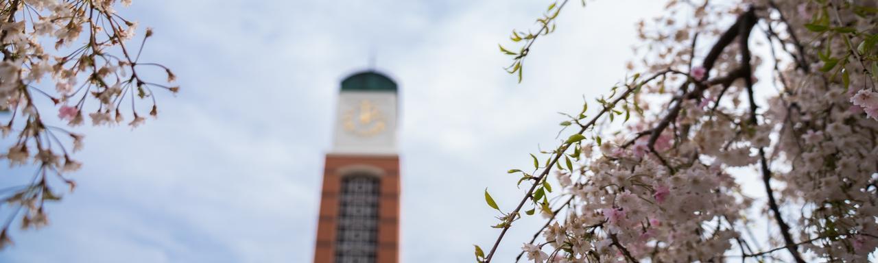 Clocktower surrounded by blossoming tress